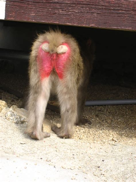 monkey with a pink butt